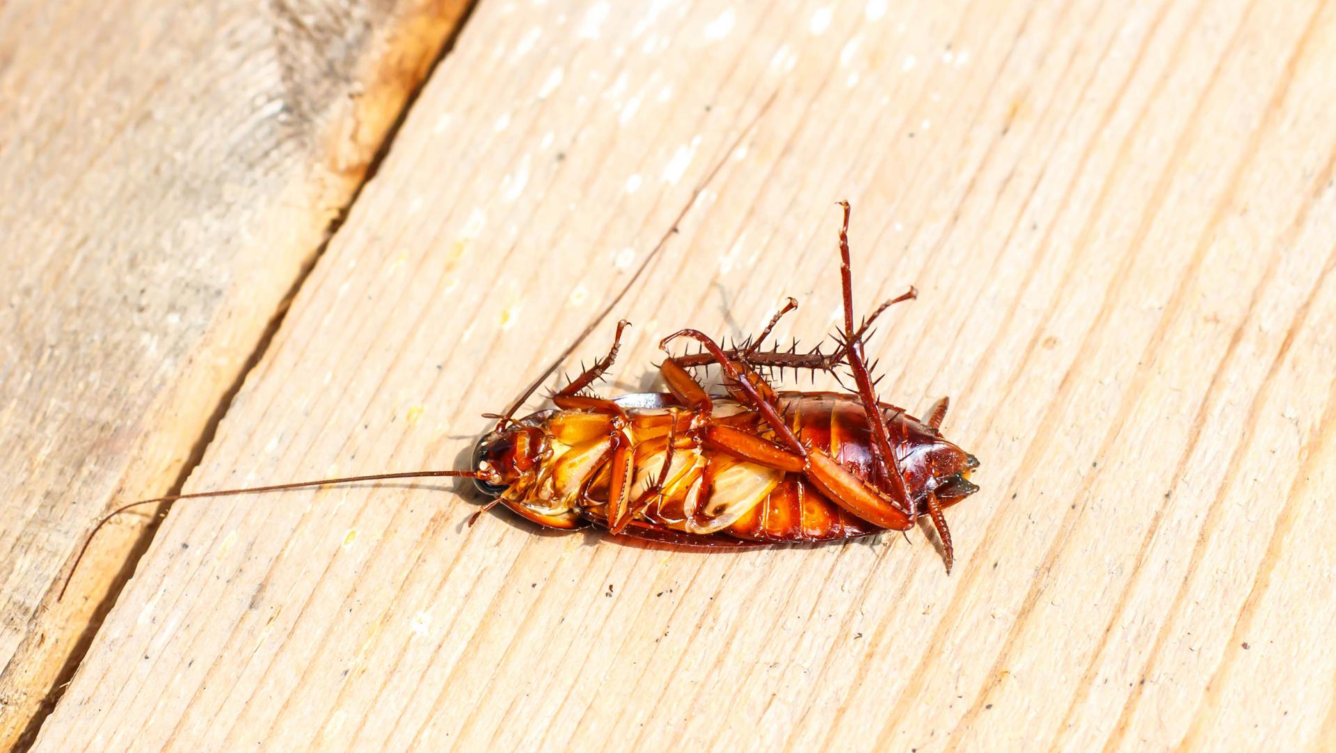 Cockroach Exterminator Toronto