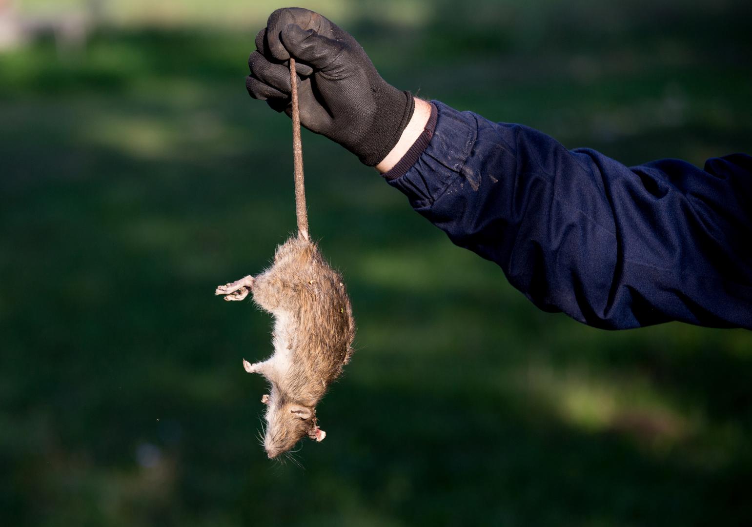 Mouse Exterminator Toronto