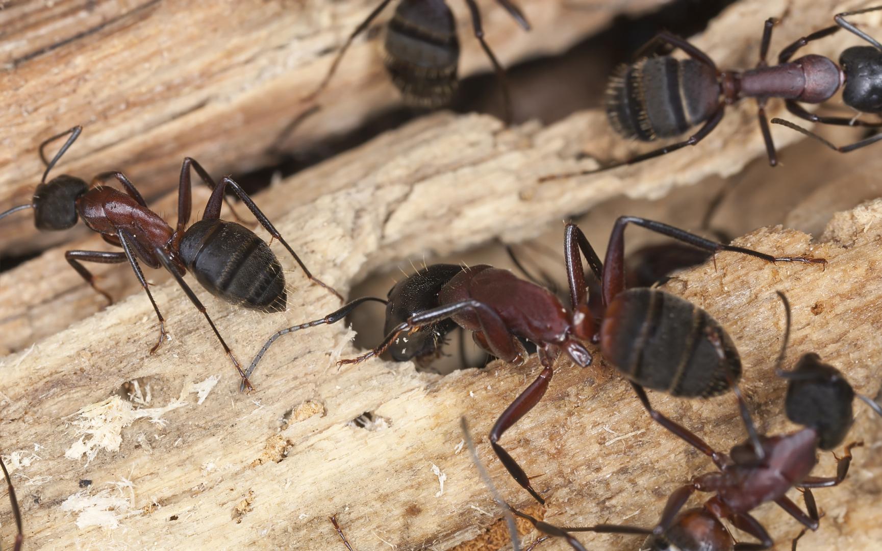 Ant Exterminator Toronto