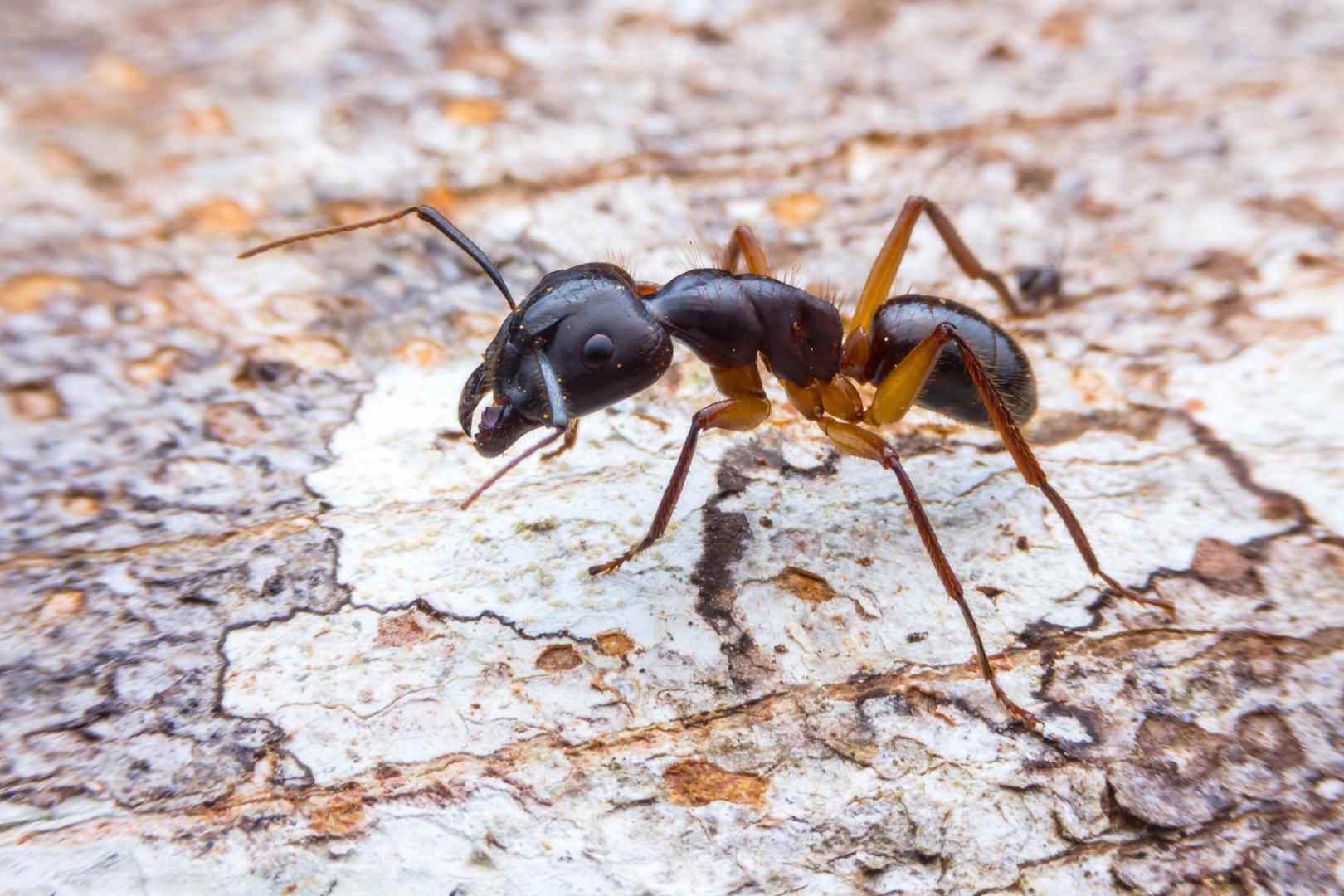Ant Exterminator York