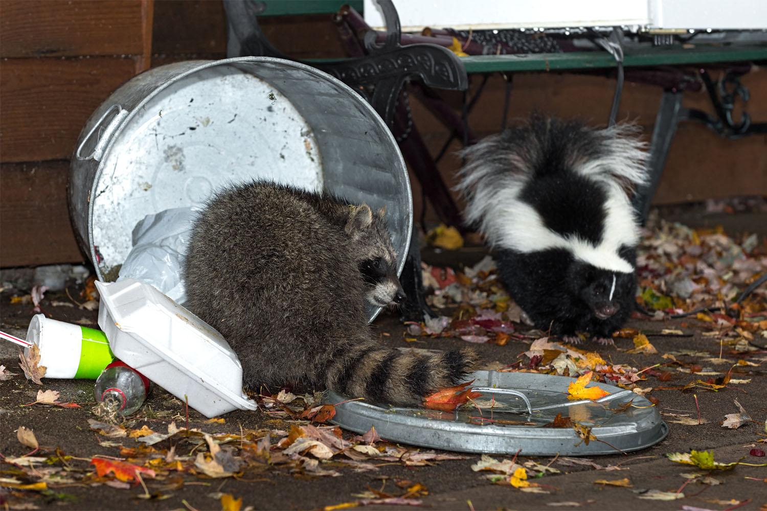 Pest Control Toronto